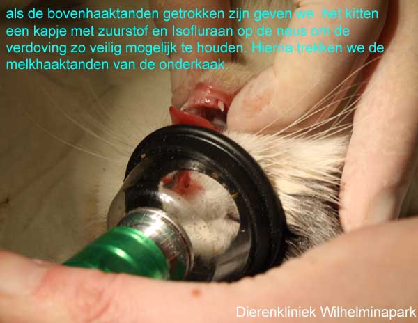 Nu de bovenhoektanden getrokken zijn doen we een kapje met zuurstof en Isofluraan op de neus